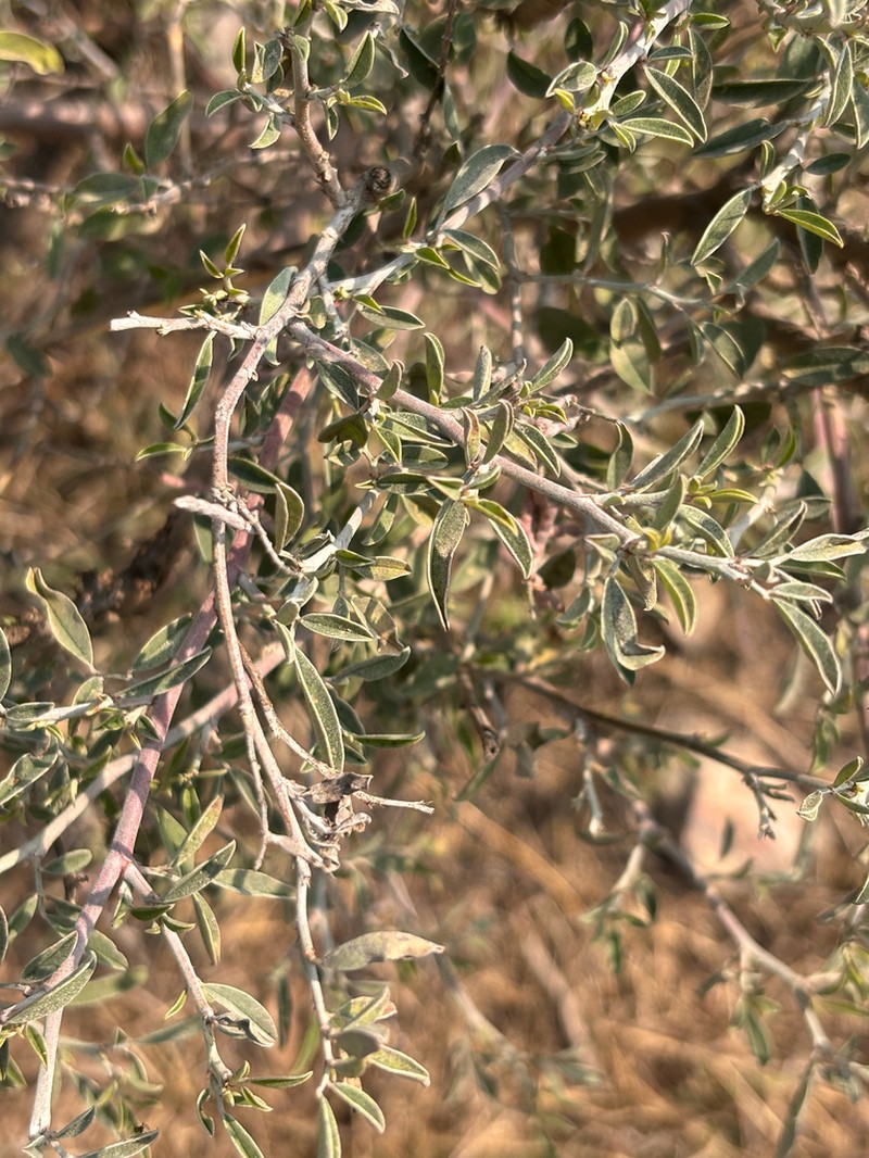 Indigofera oblongifolia photo 8