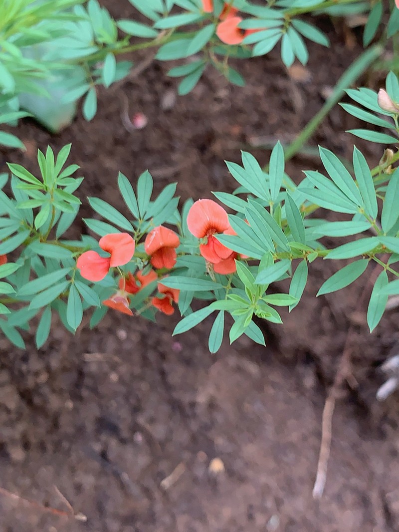 Indigofera obscura