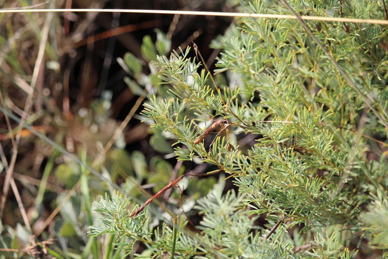 Indigofera obscura photo 2