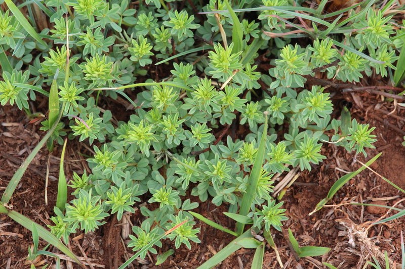 Indigofera obscura photo 3
