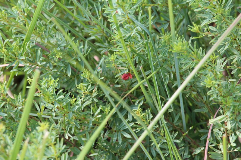 Indigofera obscura photo 4