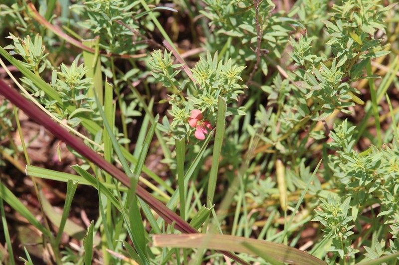 Indigofera obscura photo 5