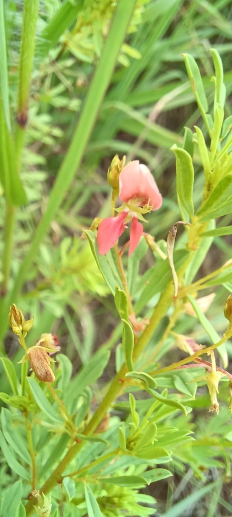 Indigofera obscura photo 6