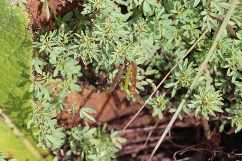 Indigofera obscura photo 7