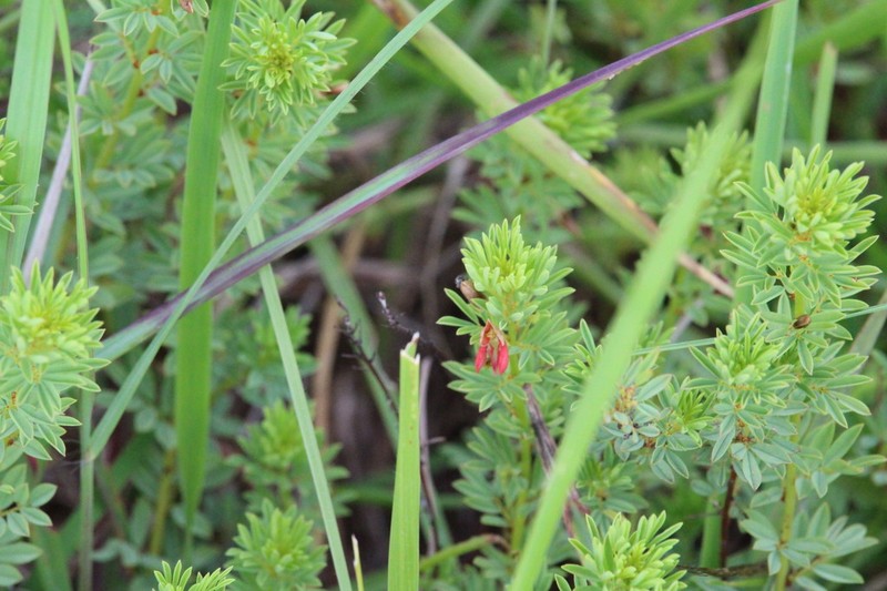 Indigofera obscura photo 8