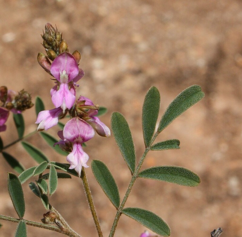 Indigofera occidentalis