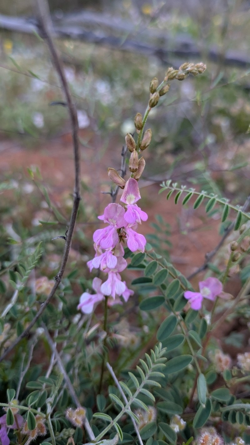 Indigofera occidentalis photo 2