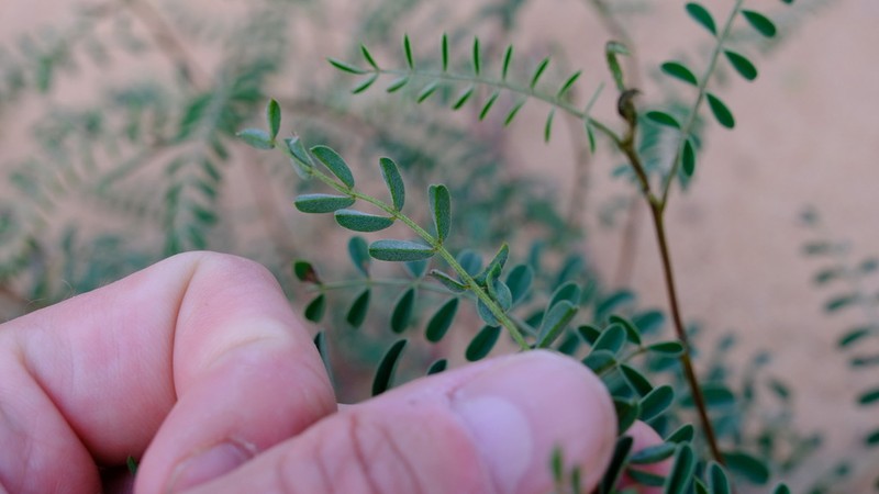 Indigofera occidentalis photo 3