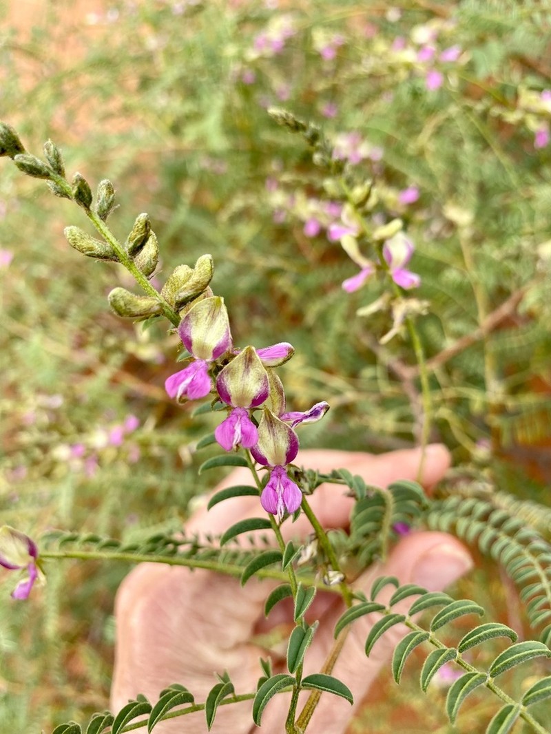 Indigofera occidentalis photo 4