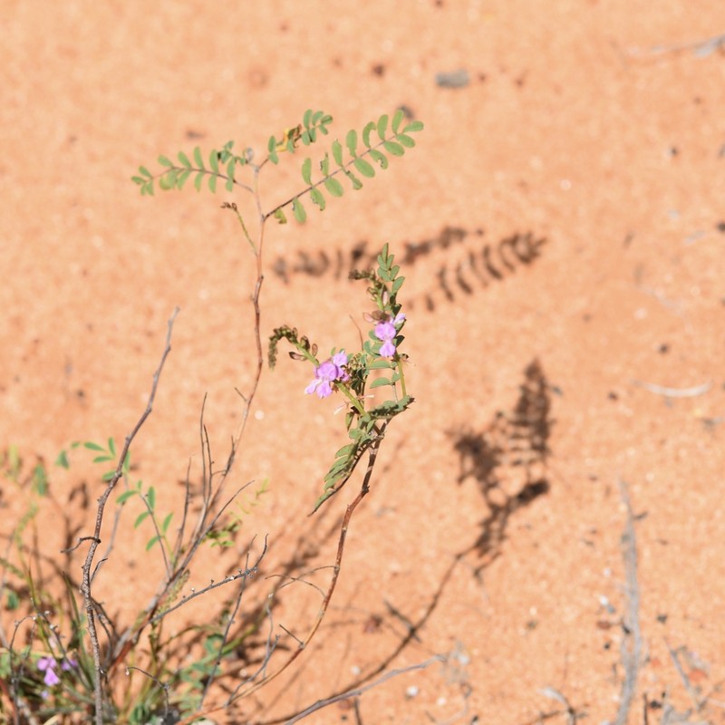 Indigofera occidentalis photo 5
