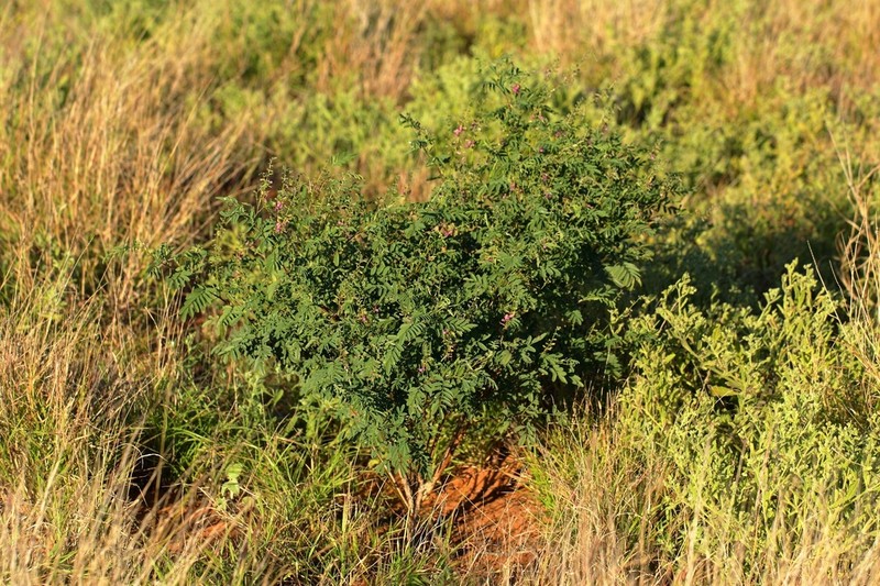 Indigofera occidentalis photo 6