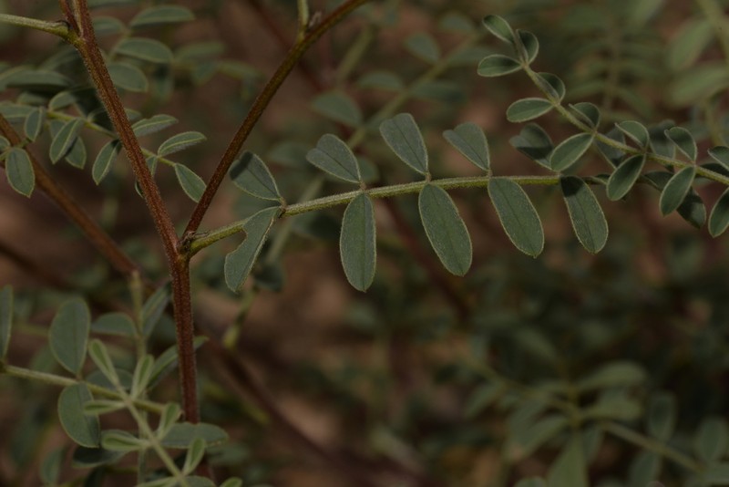 Indigofera occidentalis photo 7