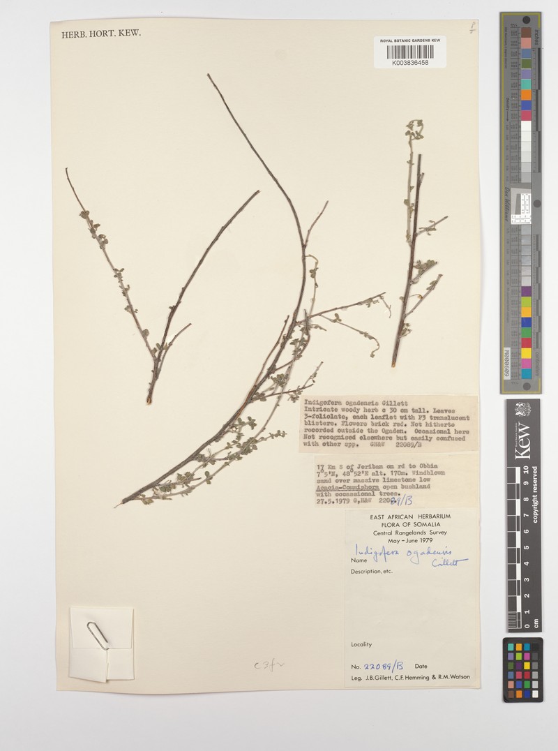 Indigofera ogadensis