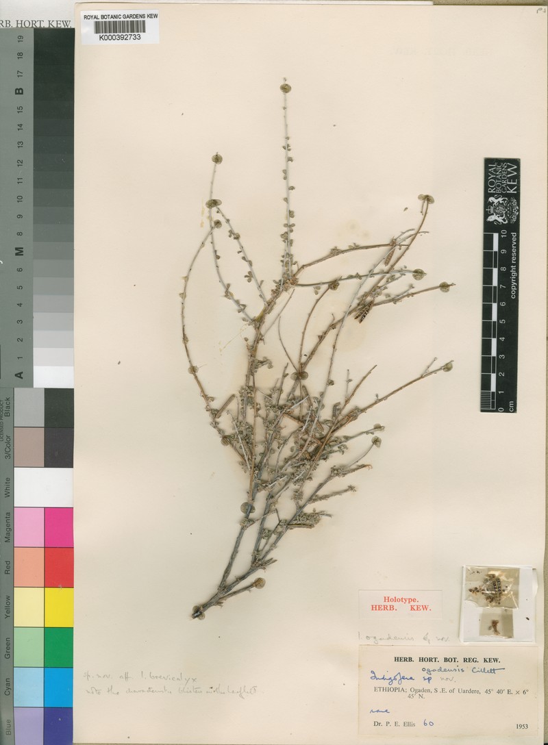 Indigofera ogadensis photo 3