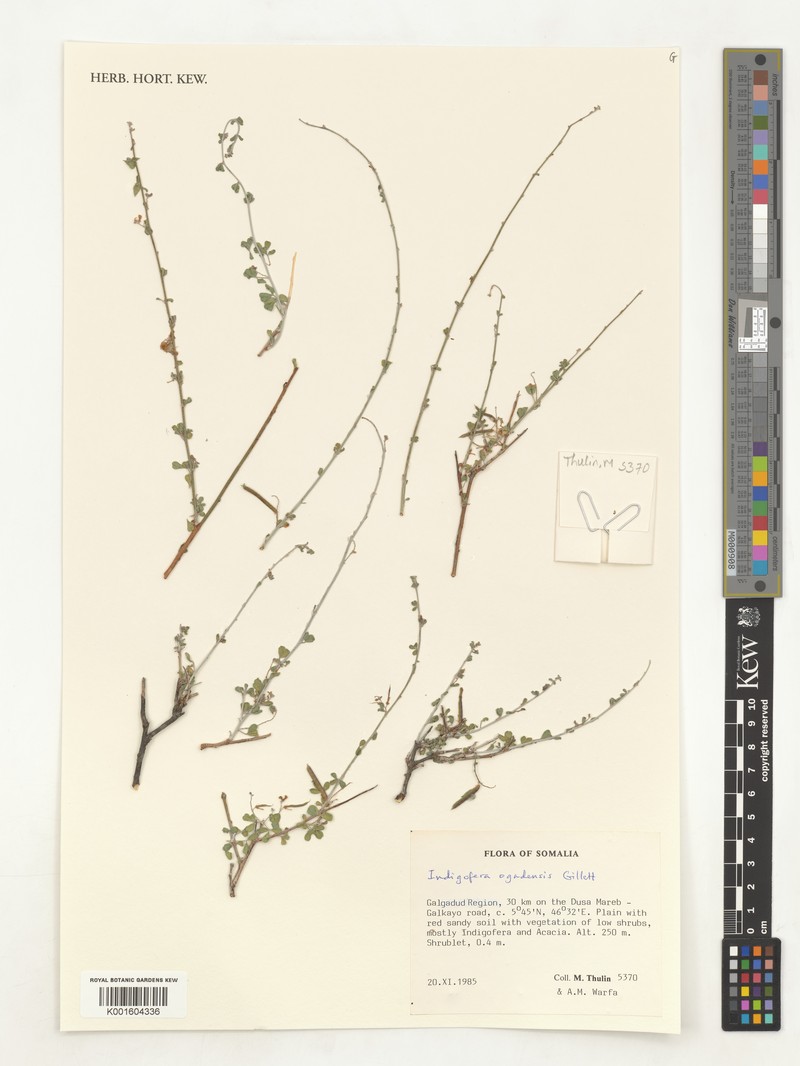 Indigofera ogadensis photo 4