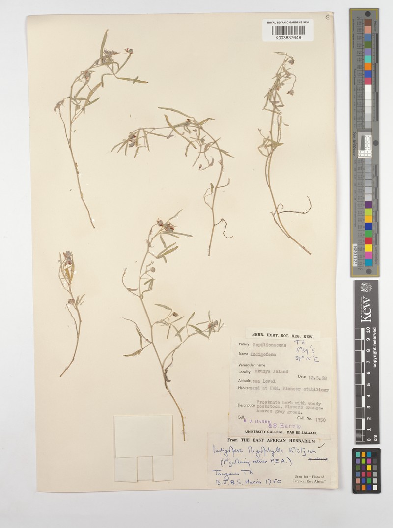 Indigofera oligophylla