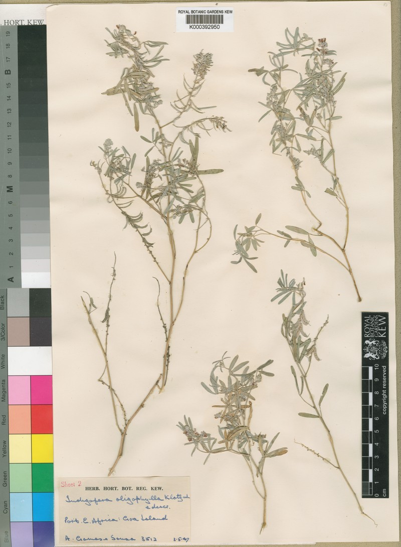 Indigofera oligophylla photo 2