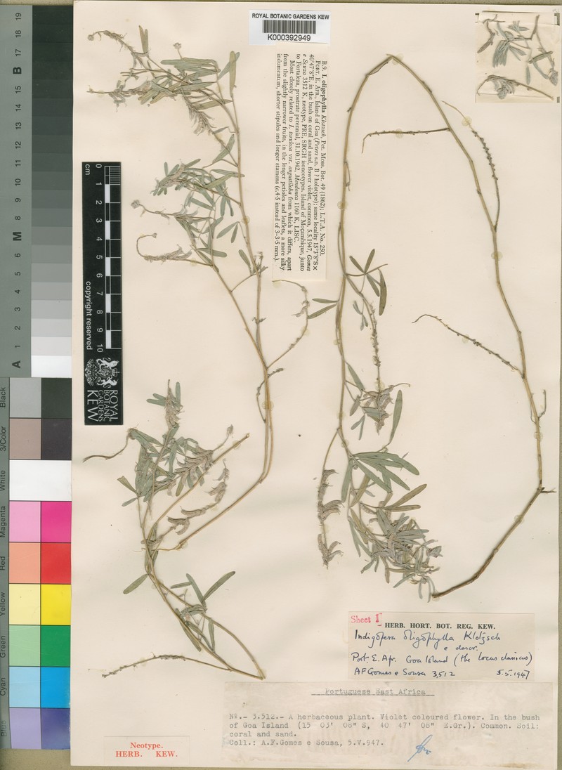 Indigofera oligophylla photo 3
