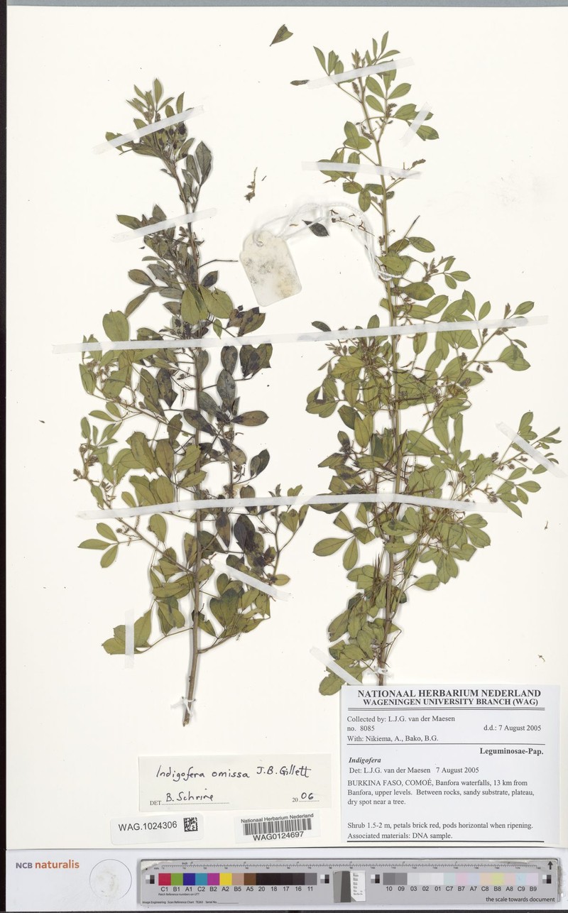 Indigofera omissa photo 2