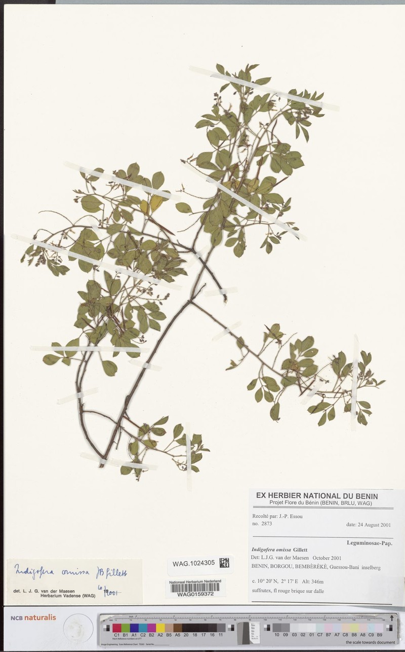 Indigofera omissa photo 3