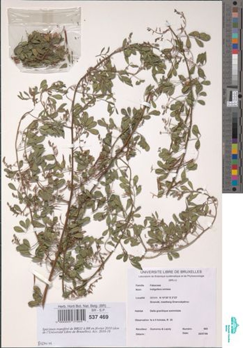 Indigofera omissa photo 4