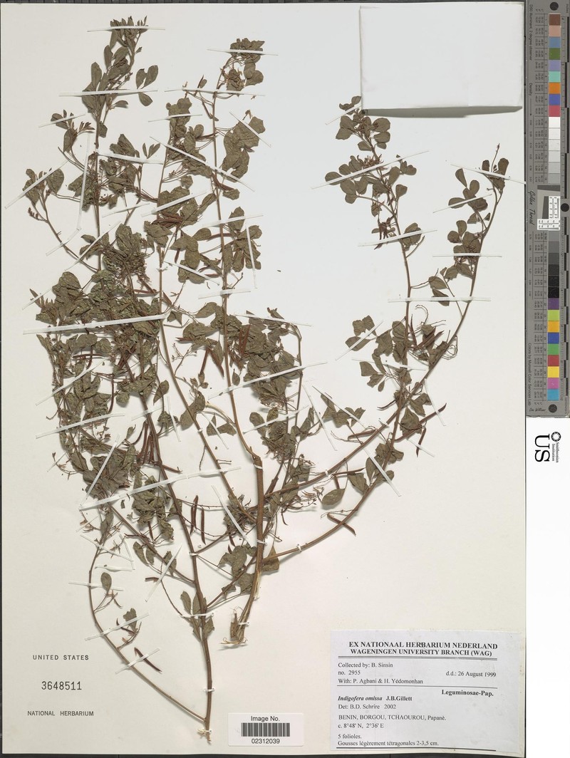 Indigofera omissa photo 5