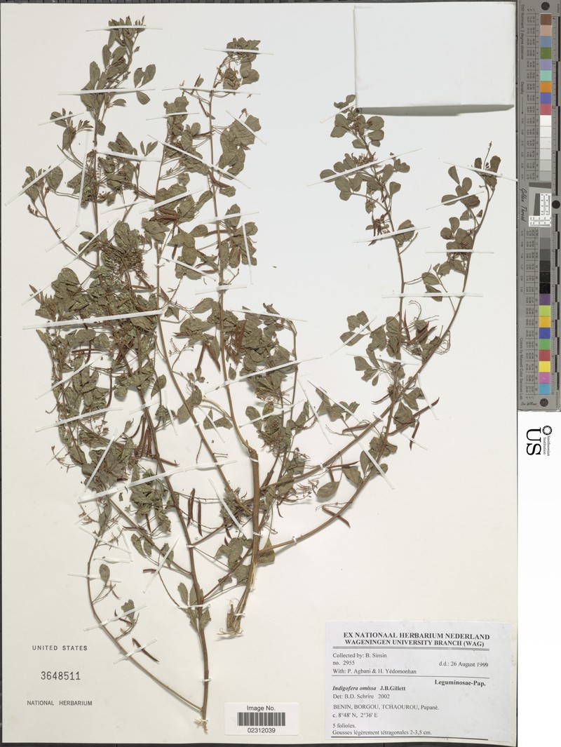 Indigofera omissa