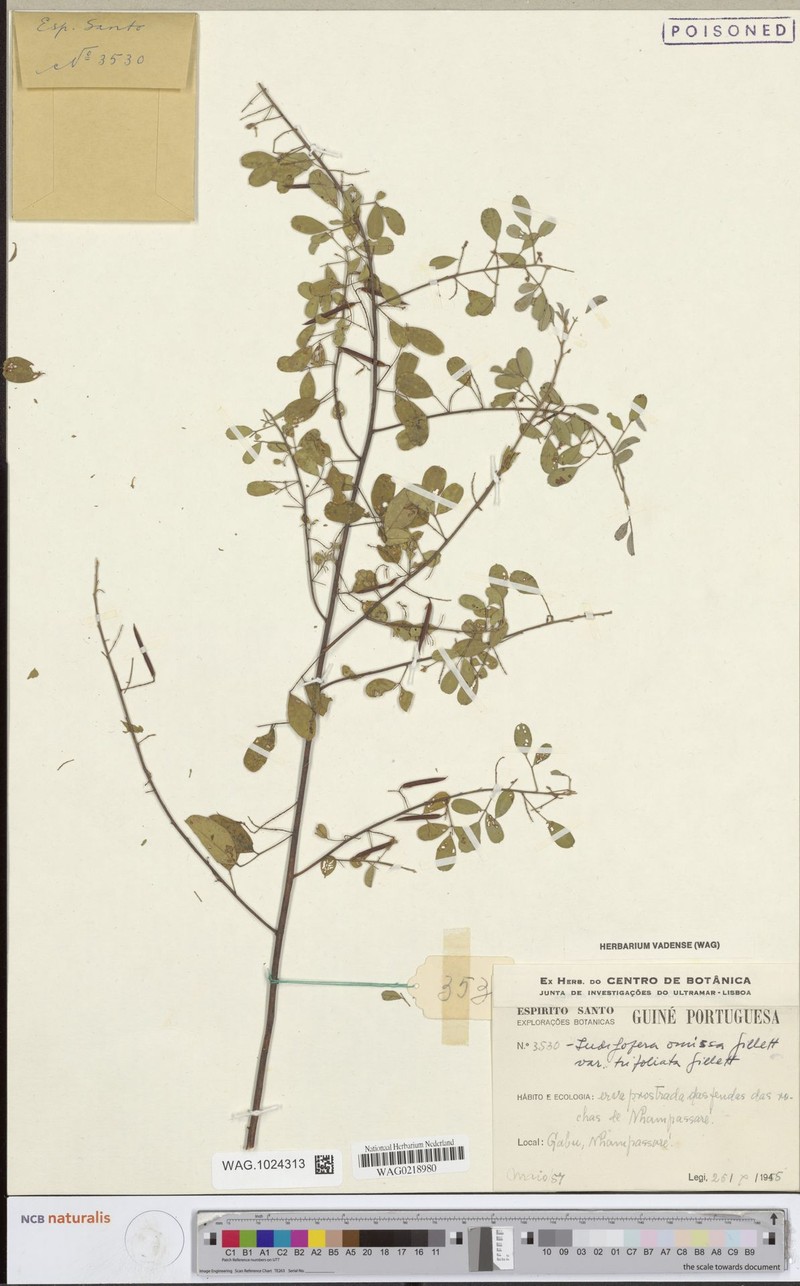 Indigofera omissa var. trifoliolata