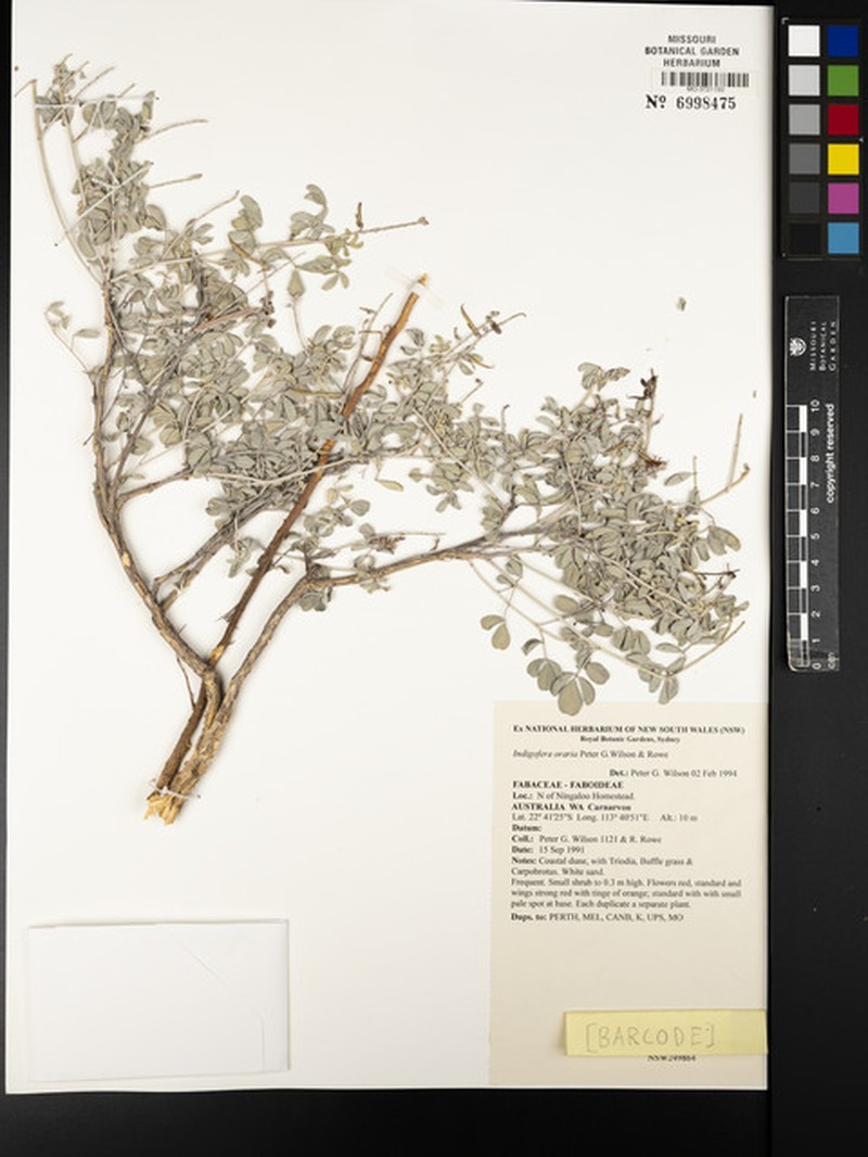 Indigofera oraria