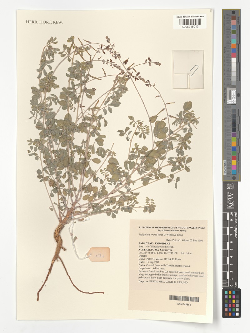 Indigofera oraria photo 2