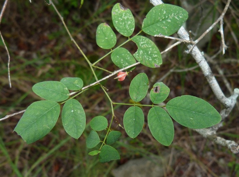 Indigofera ormocarpoides