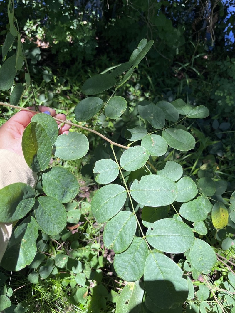 Indigofera ormocarpoides photo 2