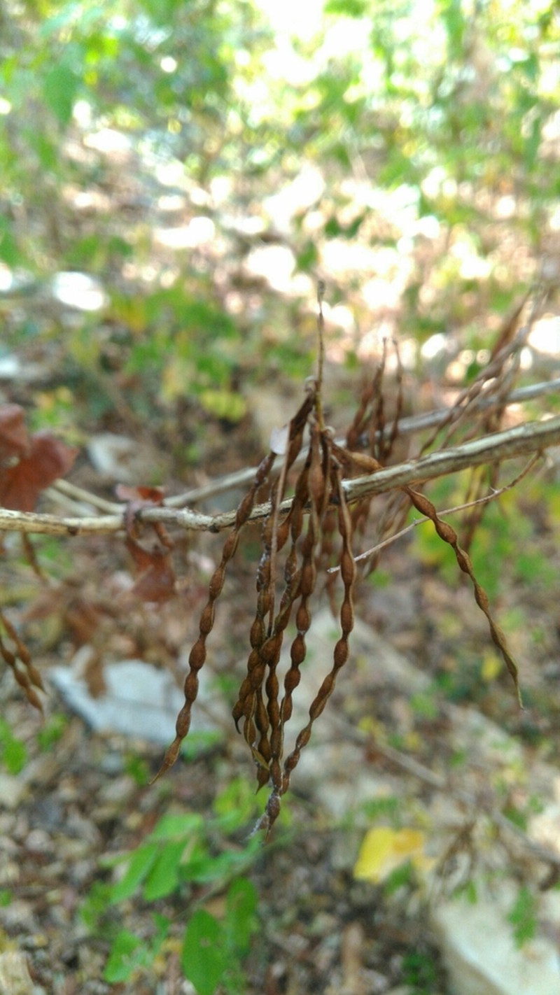 Indigofera ormocarpoides photo 3