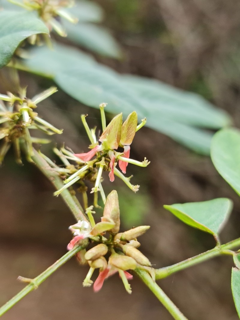 Indigofera ormocarpoides photo 4