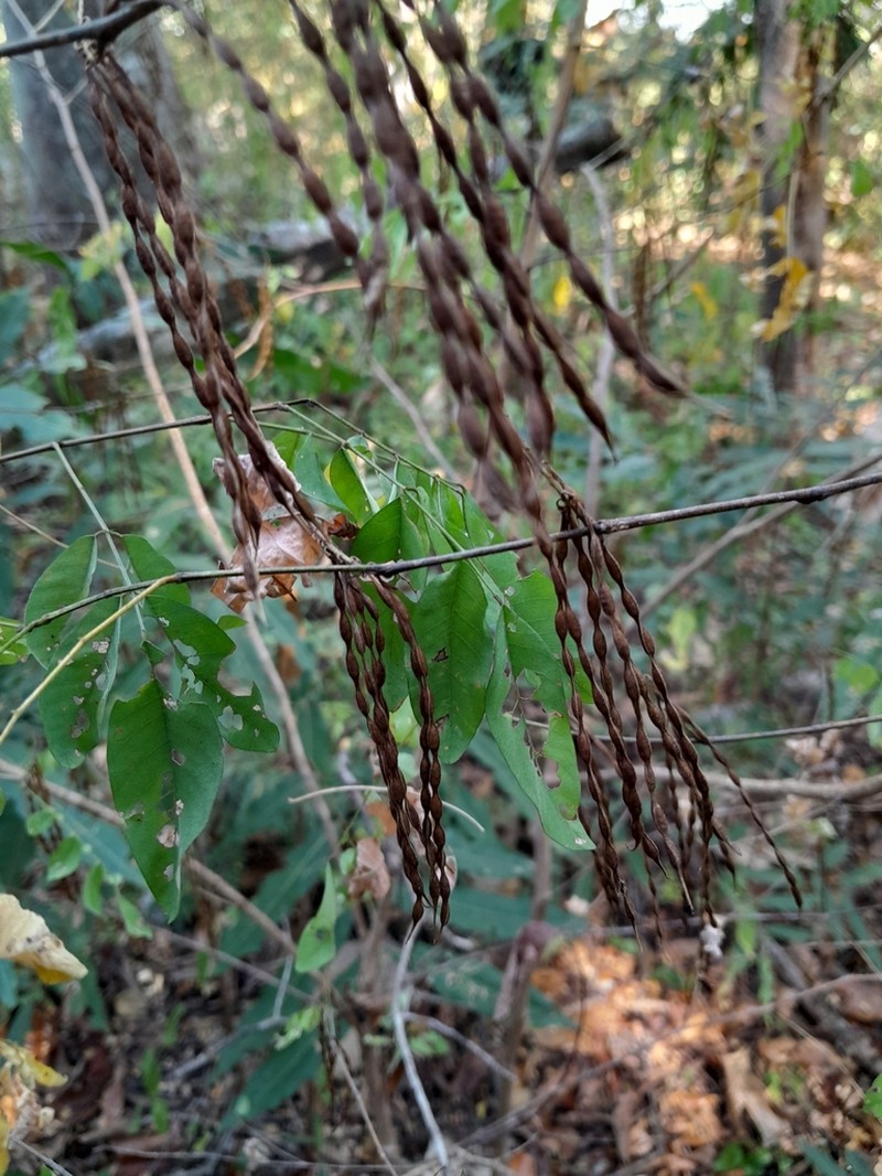Indigofera ormocarpoides photo 5