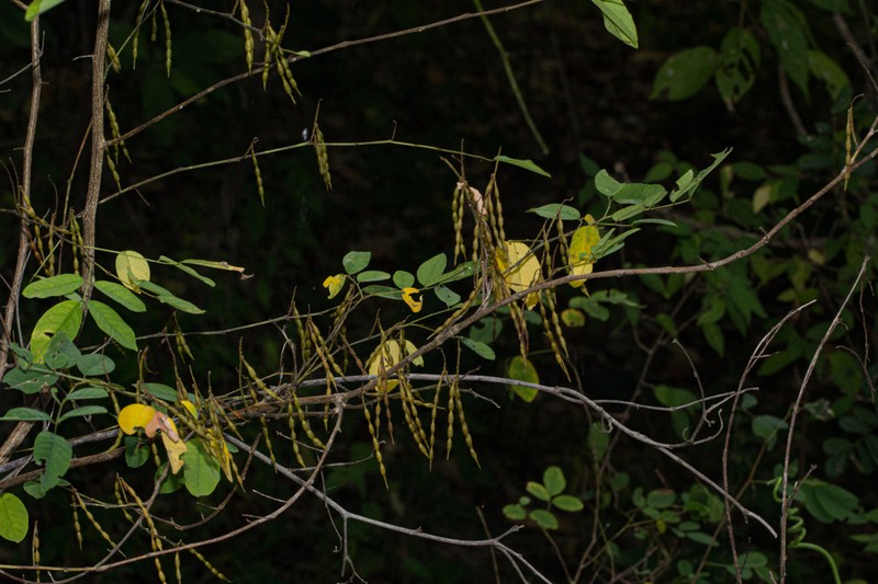 Indigofera ormocarpoides photo 6