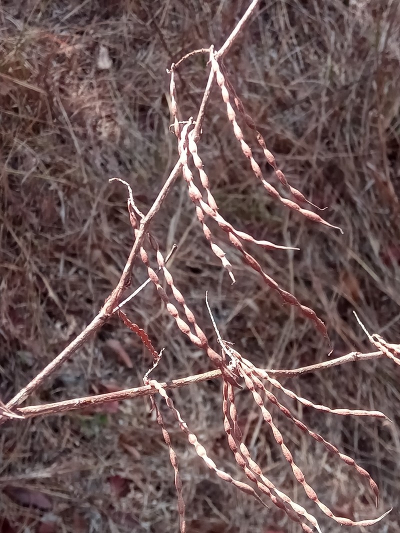 Indigofera ormocarpoides photo 7