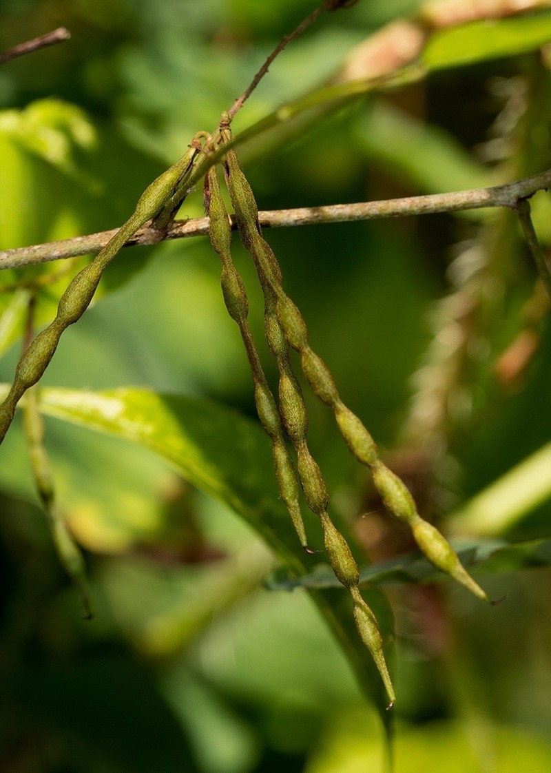 Indigofera ormocarpoides photo 8