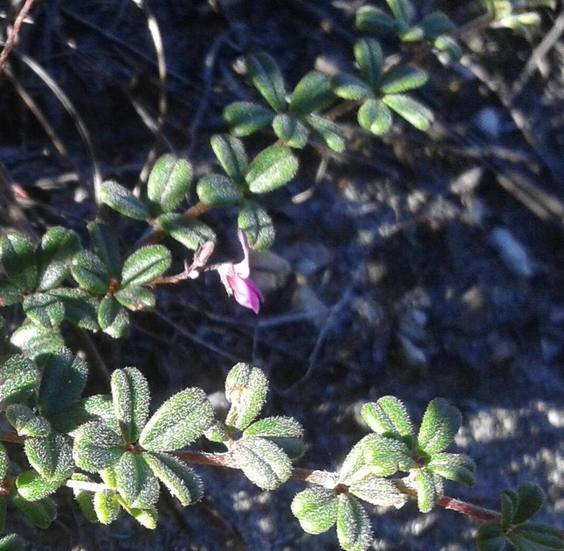 Indigofera outeniquensis