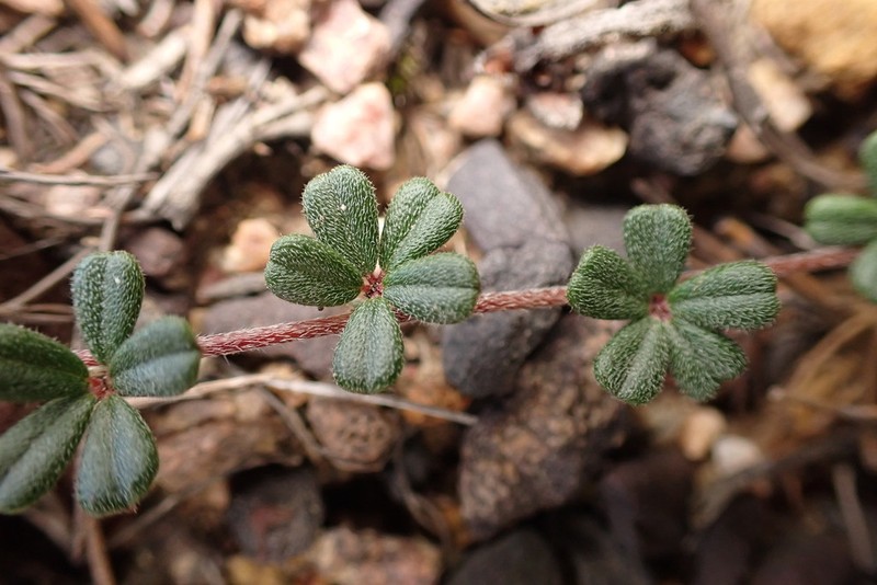 Indigofera outeniquensis photo 2