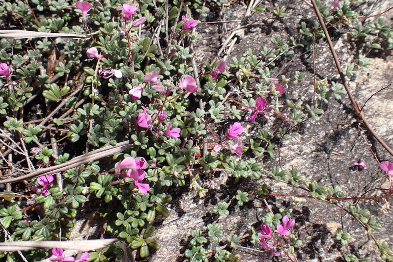 Indigofera outeniquensis photo 3
