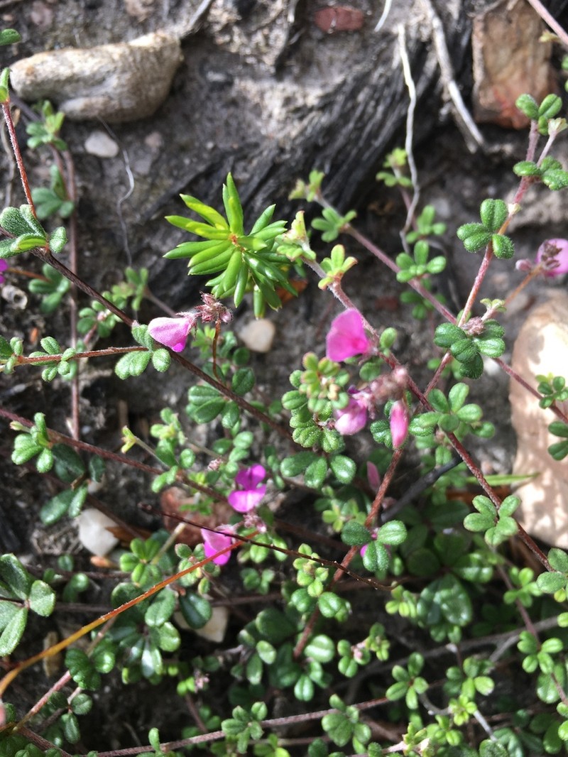 Indigofera outeniquensis photo 4