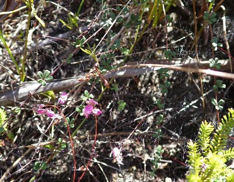 Indigofera outeniquensis photo 5