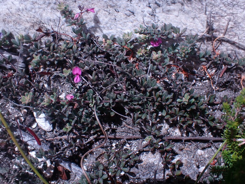 Indigofera outeniquensis photo 6