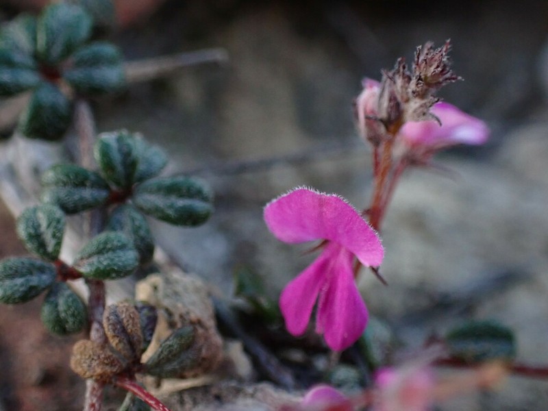Indigofera outeniquensis photo 7