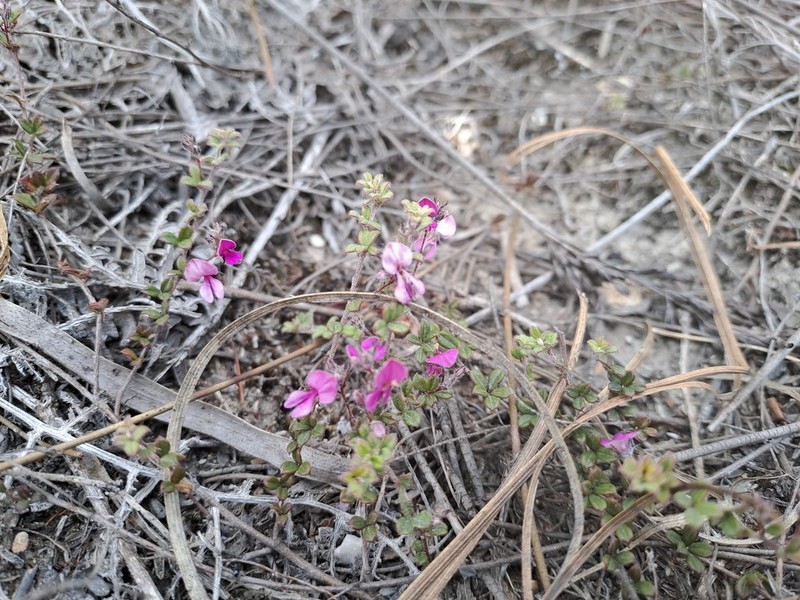 Indigofera outeniquensis photo 8