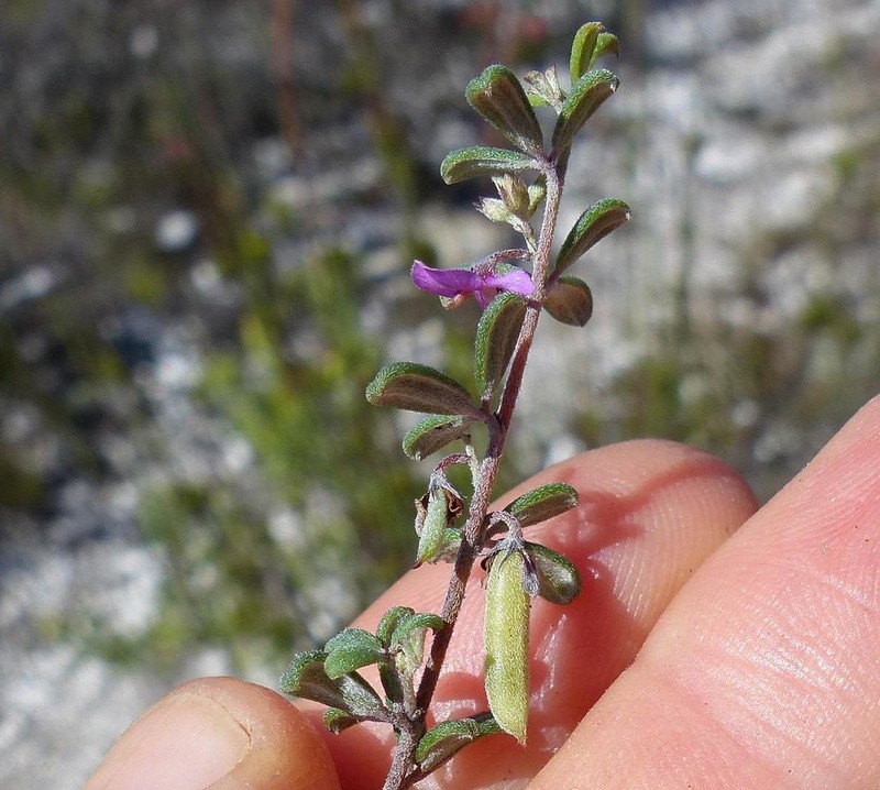 Indigofera outrampsii