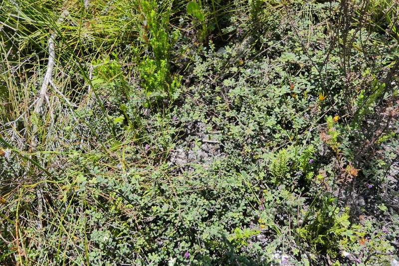 Indigofera outrampsii photo 2