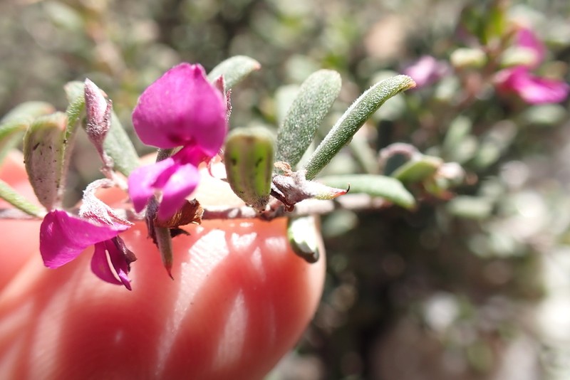 Indigofera outrampsii photo 3
