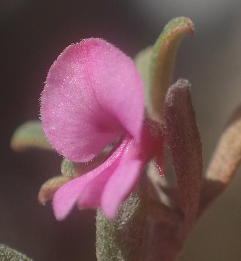 Indigofera outrampsii photo 4